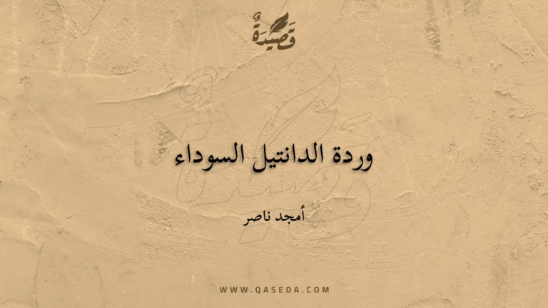 قصيدة وردة الدانتيل السوداء