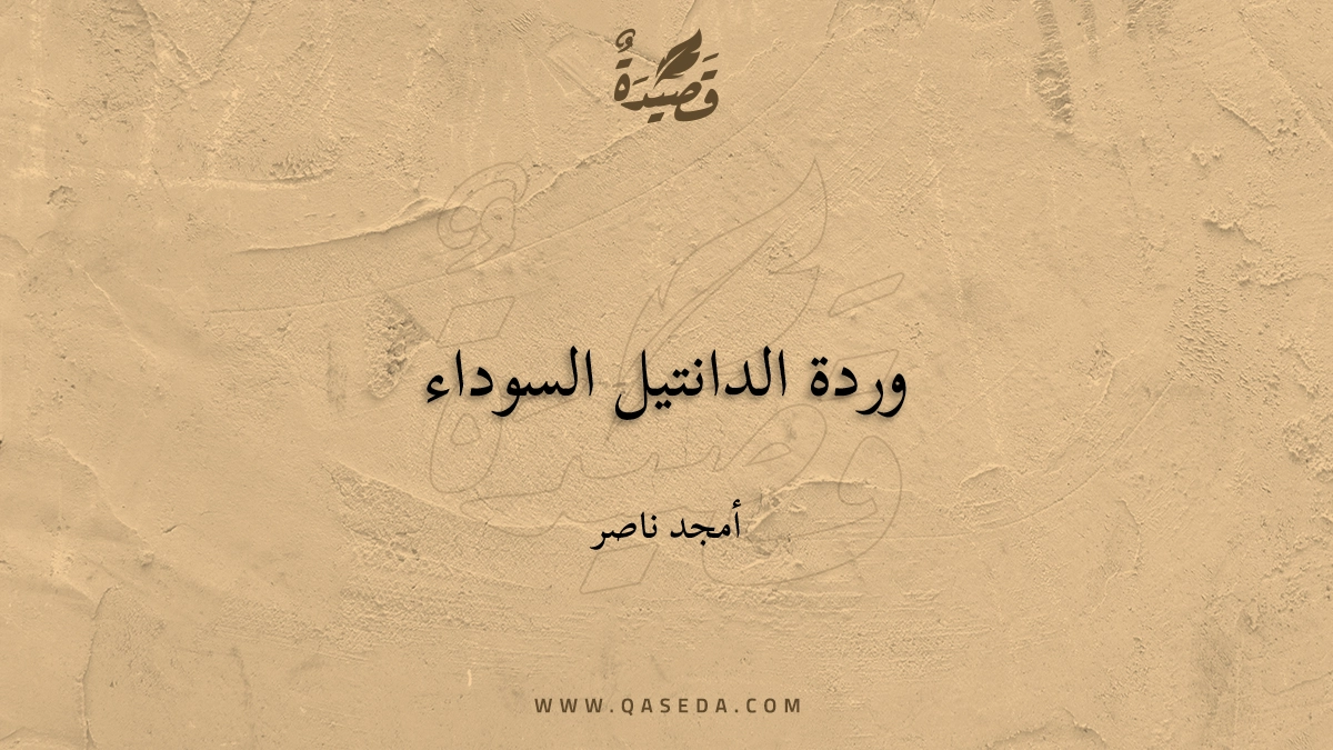 قصيدة وردة الدانتيل السوداء
